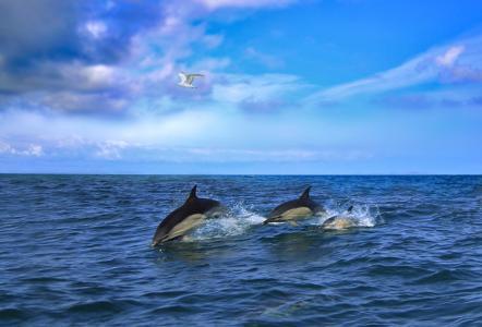 意大利威尼斯海豚向海鸥炫耀_意大利威尼斯海滩